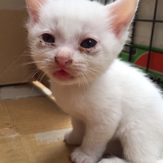 子猫の里親を募集しております！