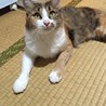 美人長毛三毛猫さん サムネイル5