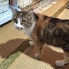 美人長毛三毛猫さん サムネイル6