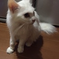真っ白、毛長猫ちゃん