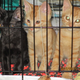やんちゃ３兄弟猫新しいおうち探してます！！