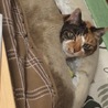 ツナムラ