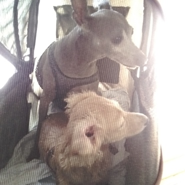 フードをもらいながら、カートで電車に乗れます