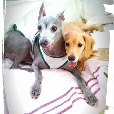 ２匹仲良しですU^ェ^U