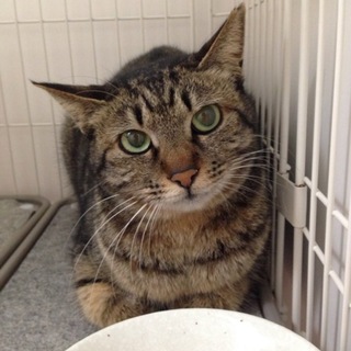 レオン(仮)の里親様を募集しています。