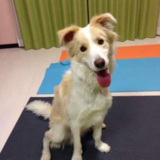 優しい里親さんに出逢えました！