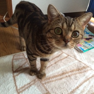 アメショーブラウン