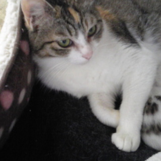 緊急！住宅密集地で増えすぎ行く先のない猫たち　