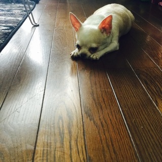 スムースチワワの里親募集