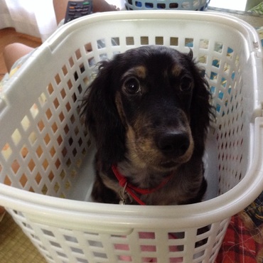 洗濯カゴにin落ち着くのかなぁ