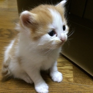 11月以降、子猫の里親募集です！
