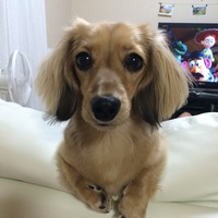 杏