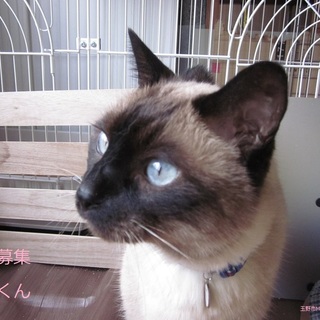 あまあま♥シャム系猫 ボンくん里親募集