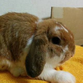 ホーランドロップのオス　かわいいです♪