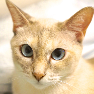 里親様が決定致しました。