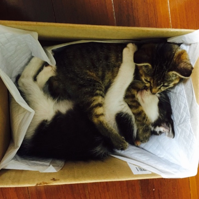 まなたろすのカバー写真