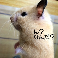 ケンカしないお友達？