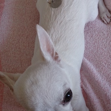 迷子札、到着いたしました！