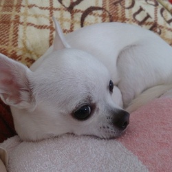 右目の瞳孔が２つ・・・？