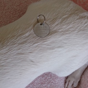 首輪買わなきゃ