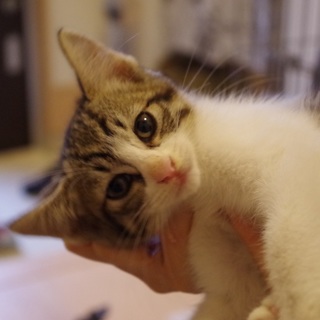 カラスに狙われていた、オスのキジ白【ミロ】