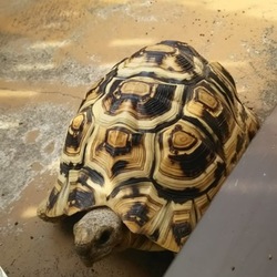 「お散歩」サムネイル3