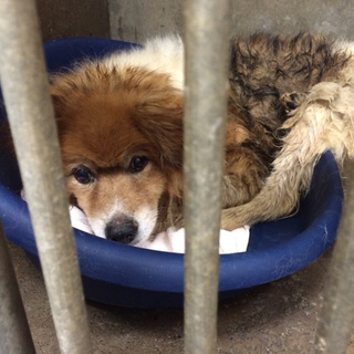 家族ができました！第２の犬生スタートです！！