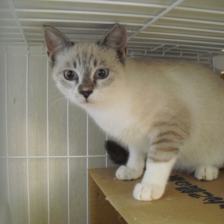 緊急！住宅密集地で増えすぎ行き場のない猫たち