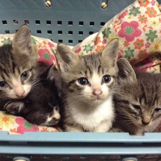 キジと白黒とキジ白×2の4兄弟ご家族募集中！