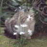 ちびねこ大分