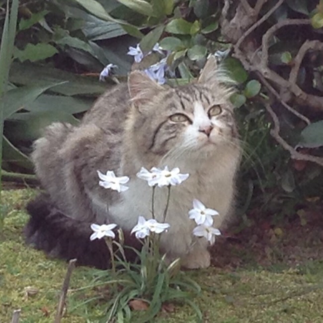 ちびねこ大分のカバー写真