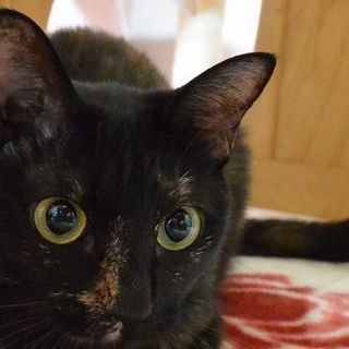 おしゃべり　お膝猫