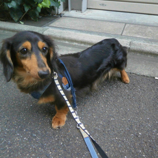 「ベリー」ビビリだけど、人が大好きで甘えん坊