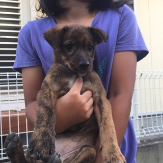 仔犬3匹 豊崎で保護しました