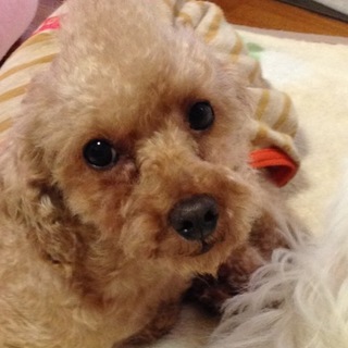 可愛いトイプードル・ロン君は甘えん坊です