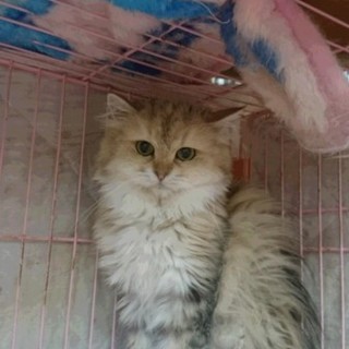 ペルシャ☆クララちゃん☆女の子４歳