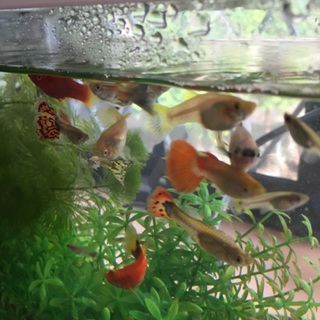 外国産グッピー稚魚、幼魚もらってください！