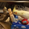 こちらのサイトからお迎えした2羽