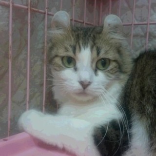 アメリカンカール☆ルナちゃん☆中長毛・女の子5歳