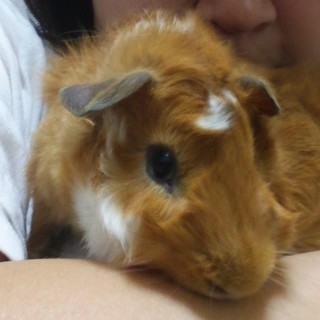 ２ヶ月オスアビニシアンモルモット譲ります