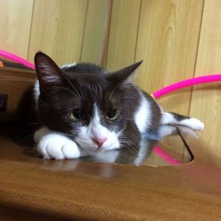 可愛い成猫わさびちゃん