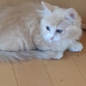 モコモコの癒し系子猫