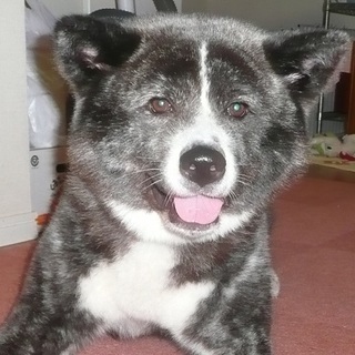 おおらかでとても人懐っこい秋田犬の女の子です♪