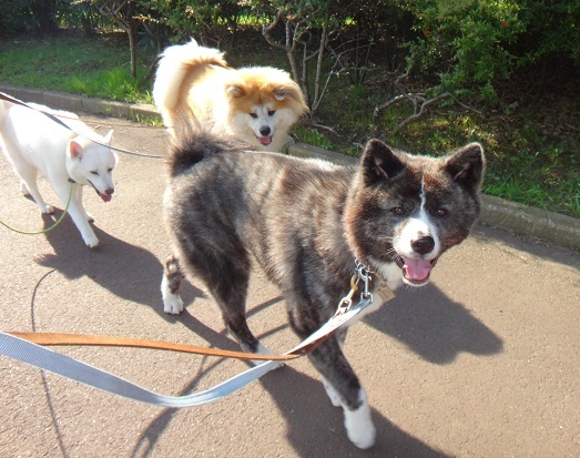 おおらかでとても人懐っこ 千葉県 犬の里親募集 ペットのおうち 月間利用者150万人