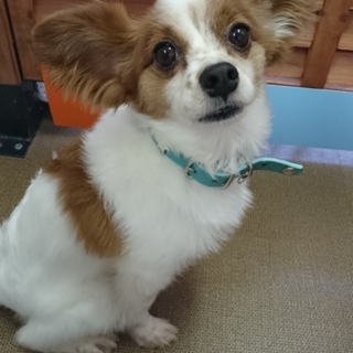 大人しい、アッシャーくん