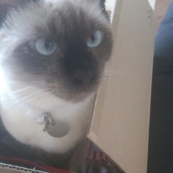 コレがほんとの箱入り娘…ならぬ箱入り息子