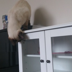 「コレがほんとの箱入り娘…ならぬ箱入り息子」サムネイル2