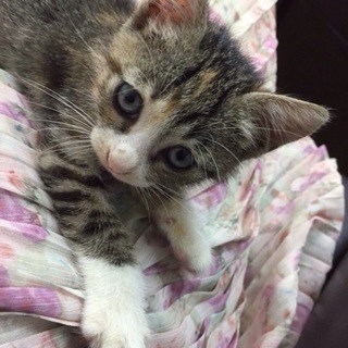 お茶目な三毛猫ちゃん