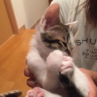 駅で仔猫拾いました。