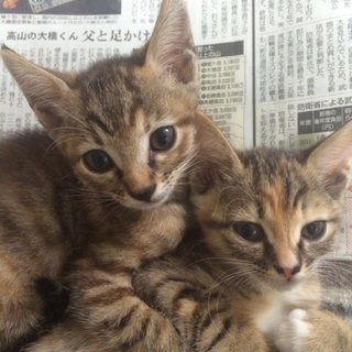 人懐こい可愛い子猫たちです